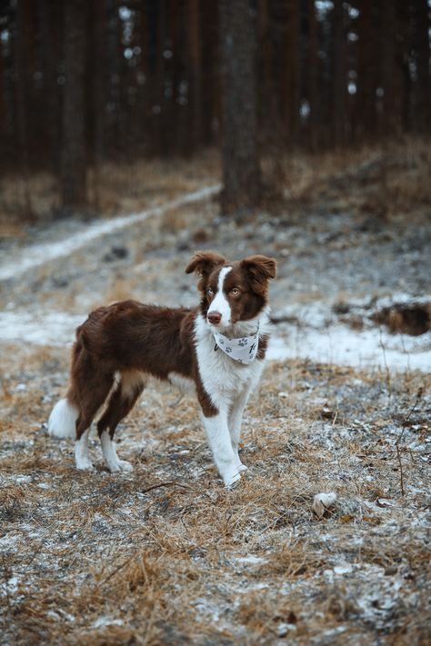 #bordercollie #bordercolliesofinstagram #dogsofinstagram #dog #dogs #puppy #bordercolliepuppy #bordercolliesoftheworld #bordercollielovers #bordercollieworld #dogstagram #instadog #bordercollies #dogoftheday #doglife #collie #doglover #doglovers #love #puppylove #puppiesofinstagram #dogphotography #border #bordercollielife #bordercollieoftheday #cute #bordercolliegram #pet #doggo #bordercolliemix Brown And White Border Collie Puppy, Chocolate Border Collie, Brown And White Border Collie, Brown Border Collie Puppy, Border Collie Aesthetic, Border Collie Names, Brown Border Collie, Red Border Collie, Border Collie Puppy