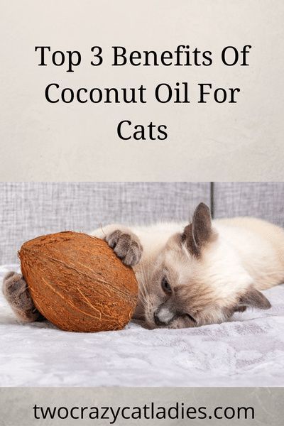 Coconut Oil For Cats Benefits Of, Coconut Oil For Cats, Kitty Health, Cat Knowledge, Yorkie Puppy Care, Cats Health, Catio Ideas, Healthy Cat Food, Pet Remedies