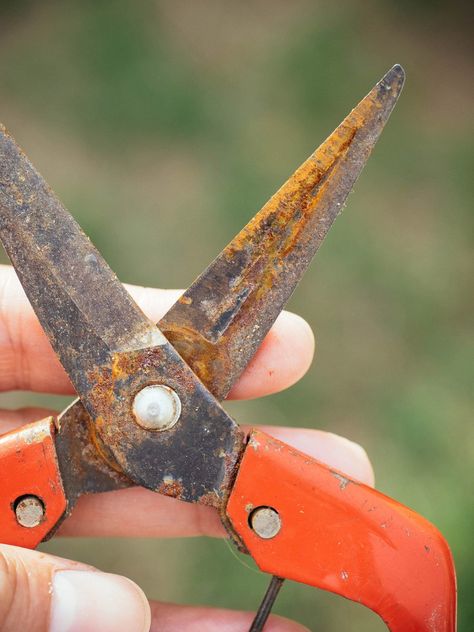 The Best Way to Remove Rust From Tools—No Scrubbing Required – Garden Betty How To Get Rust Off Tools, Cleaning Garden Tools Remove Rust, How To Clean Garden Tools, How To Clean Rusty Tools, How To Sharpen Garden Tools, Cleaning Garden Tools, Clean Rusty Tools, Rusted Tools, Cleaning Rusty Tools