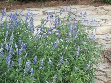 Salvia farinacea or Mealy Blue Sage is favorite of many types of butterflies and also hummingbirds Salvia Farinacea, Bedding Plant, Autumn Sage, Butterfly Garden Plants, Summer Deck, Types Of Butterflies, Texas Gardening, Blue Sage, Butterfly House