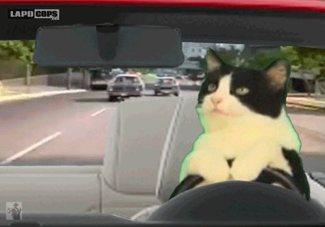 F*ck the Police Mega Sena, Bad Cats, Funny Cat Videos, All About Cats, Cat Gif, Images Gif, Animal Gifs, Cat Pics, Cool Cats