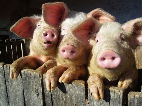 3 little pigs *) Three Pigs, Pig Farming, Pet Pigs, Three Little Pigs, Cute Pigs, Little Pigs, Animal Photo, The Farm, Animals Friends