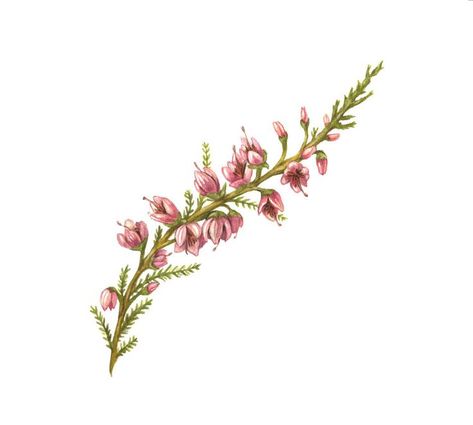 Heather Flower Tattoo, Scotland Tattoo, Calluna Vulgaris, Heather Flower, Acidic Soil, Heather Plant, Ireland Scotland, Simple Tattoo Designs, Plant Tattoo