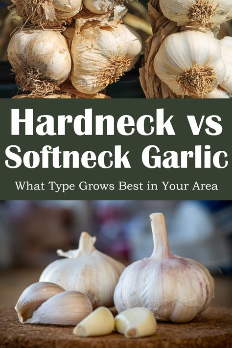 If you're interested in growing garlic at home, the first thing you'll need to figure out is the best type of garlic to plant for your area. Both hardneck and softneck varieties grow best in certain climates, so let's talk more about the differences between these two garlic types. Best Garlic To Grow, Hardneck Vs Softneck Garlic, Planting Garlic In Fall, How Deep To Plant Garlic, When Is Garlic Ready To Harvest, Soaking Garlic Before Planting, Hardneck Garlic, Garlic Scapes, Growing Garlic