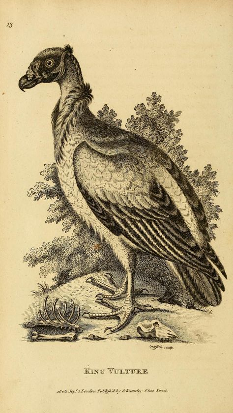 Vulture Illustration, Botanical Illustration Vintage, History Painting, History Art, Scientific Illustration, Illustration Vintage, Zoology, Illustration Sketches, Pen Art