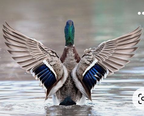 Blue Winged Teal Duck, Mallard Duck Drawing, Duck Boots Outfit Winter, Nails Acrylic Duck, Duck Boots Outfit Fall, Pfp Duck, Facts About Ducks, Duck Photos, Duck Hunting Blinds