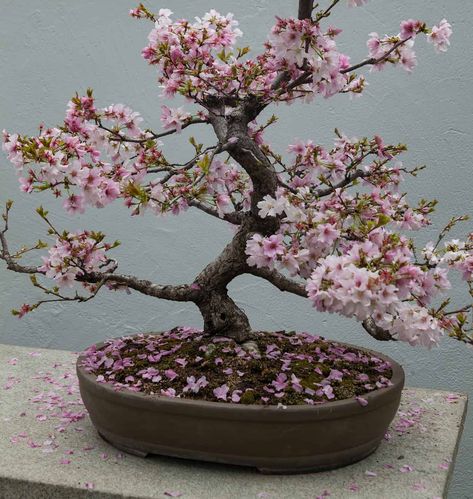 Bonsai Tree Wedding Centerpieces, Bonsai Tree Centerpieces, Bonsai Tree Aesthetic, Hogwarts Greenhouse, Trees Reference, Bonsai Cherry Blossom, Bonsai Cherry Tree, Bonsai Tips, Sakura Bonsai