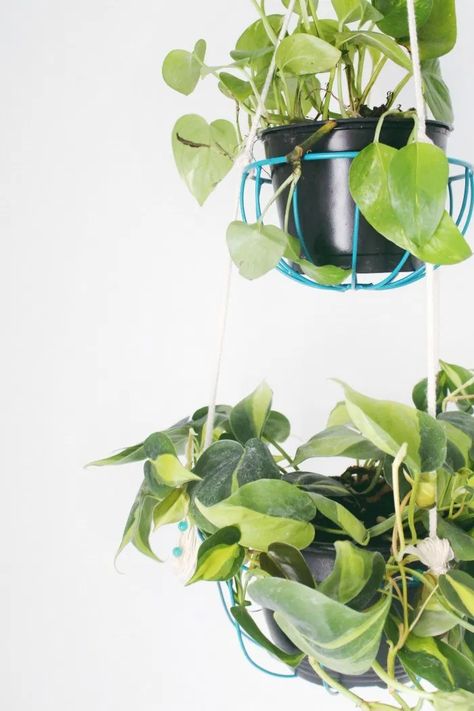 Diy Hanging Planters, Rope Plant Hanger, Hanging Plants Diy, Diy Hanging Planter, Macrame Plant Hanger Tutorial, Planter Project, Diy Macrame Plant Hanger, Hanging Plant Holder, Hanging Plants Indoor