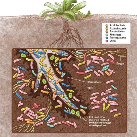 Soil microbes are crucial to the health of your plants. They help control disease and cycle nutrients.  #Robustcompost is packed with… Soil Microbes, Soil Nutrients, Gut Biome, School Workout, Soil Microorganisms, Nutrient Cycle, Health Memes, Human Interest, Beautiful Sea Creatures