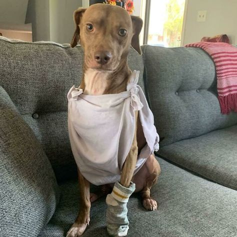 Copper Is A Free Dog Harry Potter Dog Costume, Interesting Costumes, Harry Potter Dog, Dog Costumes Funny, Dobby Harry Potter, Halloween Coustumes, Scary Dogs, Diy Dog Costumes, Pet Halloween Costumes