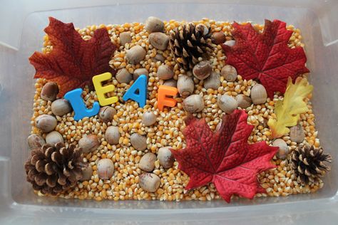 This is our leaf sensory bin. The kids love it! Here’s what it includes: *acorns from around the neighborhood *pine cones from our tree *popcorn seeds *fake leaves (you could have real ones) Troy really loved this one. We talked about the shapes and how everything feels. He said it felt sharp and smooth. I … Leaf Sensory Bin, Leaf Activities, Autumn Preschool Theme, Fall Sensory Bin, Teaching Mama, Sensory Tubs, Sensory Tub, Fall Preschool Activities, Learning At Home