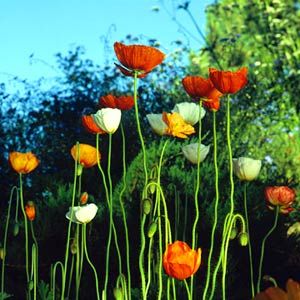 Orange Flower Garden, Iceland Poppies, Garden Palette, Iceland Poppy, Garden Ideas To Make, Flower Garden Ideas, Stem Flowers, Long Stem Flowers, Plant Wishlist