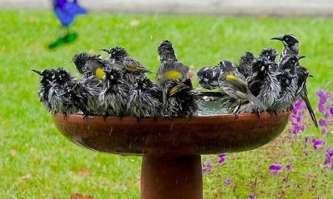 Bird baths are aesthetically pleasing to have in your garden and provide birds in your yard a place to clean themselves and get a drink of water. If you haven’t placed these garden ornaments yet and are considering installing one, an important question arises: should a bird bath be in the sun or shade? #should #birdbath #sun #shade #thayerbirding Read more: https://www.thayerbirding.com/should-a-bird-bath-be-in-the-sun-or-shade/ Bird Bath Ideas, Heated Bird Bath, Butterfly Feeders, Hanging Bird Bath, Bird Bath Bowl, Ti Plant, Concrete Bird Bath, Bath Cleaning, Bird Bath Garden