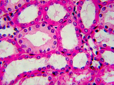 simple cuboidal epithelium Epithelial Tissue, Stratified Squamous Epithelium, Histology Slides, Sacred Circle, Science Nerd, Vet Med, Human Anatomy And Physiology, Med School, Human Brain