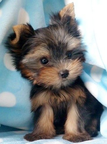 Cute. Yorkie puppy Toy Yorkie, Mini Puppies, Toy Dog, Yorkie Puppy, Sweet Animals, Cute Creatures, Yorkshire Terrier, 귀여운 동물, Animals Friends