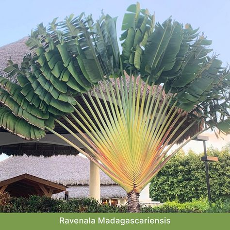 Welcome tropical tones into your yard with a few palms! These will keep your home cool and do wonders for your curb appeal too: visit the link Ravenala Madagascariensis, Livistona Chinensis, Travelers Palm, Delonix Regia, Travellers Palm, Gardens Of The World, Tropical Gardens, Front Yards, Palm Plant