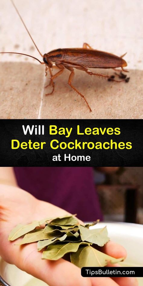 Boric Acid For Roaches, How To Kill Cockroaches Fast, Home Remedies For Roaches, Roach Repellent, Bay Leaves Uses, Cockroach Repellent, Insect Repellent Homemade, Cockroach Killer, Roach Infestation