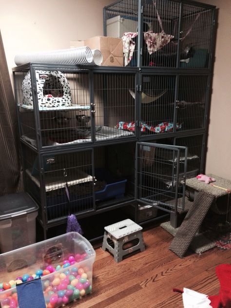 Office made into ferret room. Ferret nation 182 and 142 attachment. Ball pit, Carpeted condo, tunnels, and other toys. #ferretnation Ferret Playground, Ferret Room, Ferret Breeds, Ferret Ideas, Ferret Diy, Cats Room, Pet Rat Cages, Cat Food Station, Pet Squirrel