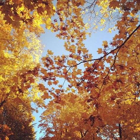 Slow Autumn, The Paper Kites, Urban Setting, Welcome Fall, Fall Feels, Best Seasons, Yellow Aesthetic, Fall Pictures, Yellow Leaves