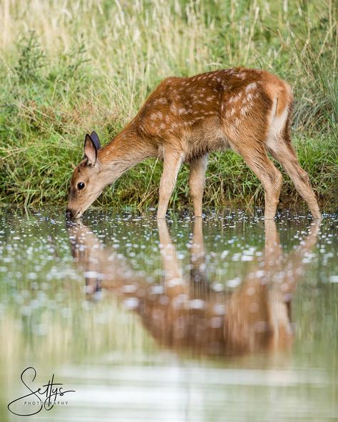 ᴊᴀᴄᴋ ᴅᴏᴅsᴏɴ on Instagram: “A red deer calf drinks from a nearby pond. What stood out to me the most was the spots on the water, they kind of matched the deers spots…” Deer Drawing, Water Tattoo, Deer Painting, Nature Art Drawings, Animal Images, Reference Pics, Water Drawing, Watercolor Fruit, Baby Drawing