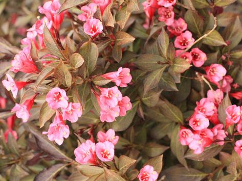 Trimming Weigela – Tips For Pruning Weigela Bushes Weigela Bush, Sonic Bloom, Landscape Maintenance, Outdoor Trees, Butterfly Bush, Patio And Garden, Flower Arranging, Garden Shop, Trees And Shrubs