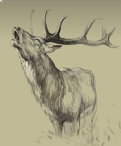 Elk Drawing Sketch, Elk Art Drawing, Deer Drawing Sketches, Deer Art Drawing, Elk Sketch, Antler Art Drawing, Stag Drawing, Moose Artwork, Elk Drawing