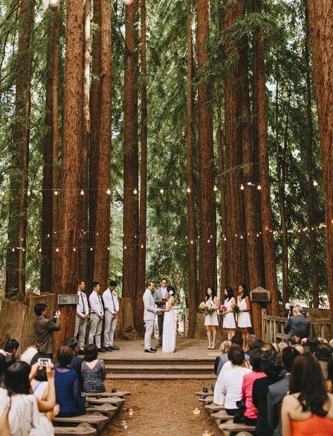 YMCA Camp Campbell Wedding in the redwood forest Redwood Forest Wedding, Save Money Wedding, Forest Wedding Venue, Redwood Wedding, Sweet Annie, Camp Wedding, Redwood Forest, Romantic Moments, Wedding Goals