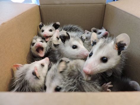 Atlanta Wild Animal Rescue Effort. These nine little opossums will receive the best of care until they are old enough to face the world themselves. Forbidden Cats, Baby Opossum, Baby Possum, Awesome Possum, Pretty Animals, Silly Animals, Oui Oui, Wild Animal, Cute Creatures