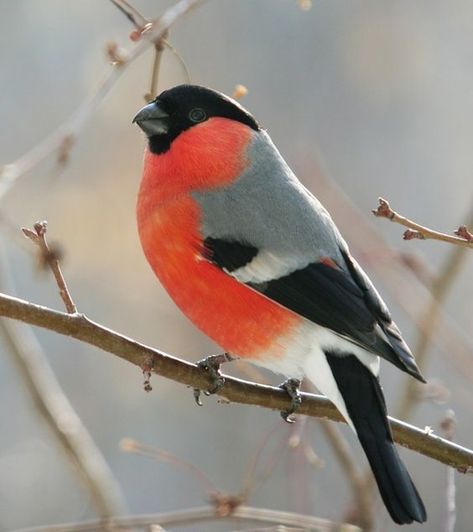 Stone Art Painting, Bullfinch, Finches, Sketch Markers, Bird Photo, Cute Animal Drawings, Painting Illustration, Bird Watching, Animal Paintings