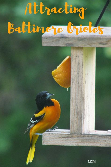 Baltimore Oriole, Fruit Wreath, Diy Birds, Backyard Birds, Baltimore Orioles, Bird Watching, Bird Feeders, Baltimore, Birds