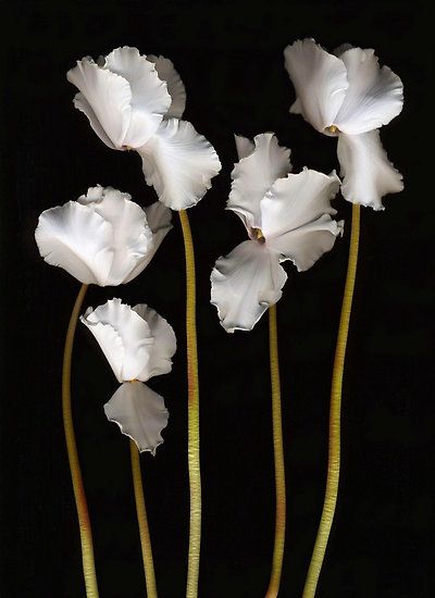 White Cyclamen, 카드 디자인, Floral Photography, Exotic Flowers, Flowers Nature, Beautiful Blooms, May 5, Tropical Flowers, Flower Pictures