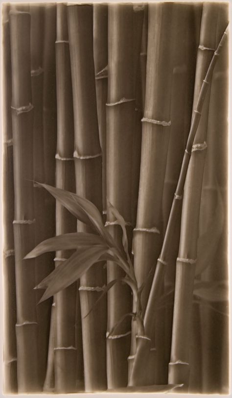 Imagine if your walk in shower simulated the seclusion of a natural bamboo grove. The fresh smells of the forest and open air fill your lungs and rejuvenate your spirit. Bring these Biophillic Design sensations to the comfort and privacy of your own bathroom with our bamboo shower artistic tiles. The walk in shower tile pattern consists of four 7 x 12 inch art tiles that seam together both vertically and horizontally, creating a continuous pattern. -- Shower Tile Ideas The Bamboo Forest tile pat Forest Tile, Shower Tile Patterns, Walk In Shower Tile Ideas, Bamboo Tile, Walk In Shower Tile, Asian Bathroom, Shower Art, Doorless Shower, Bamboo Grove