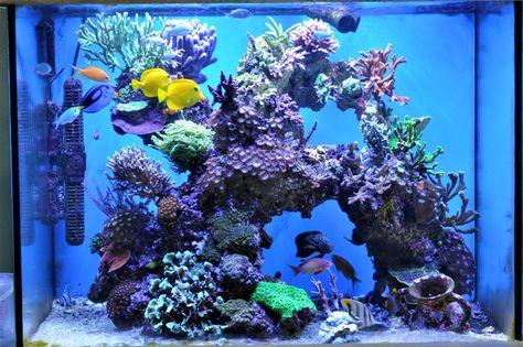 Reef Tank Aquascaping, Saltwater Aquarium Setup, Coral Aquarium, Frog Tank, Aquatic Animal, Saltwater Aquarium Fish, Coral Reef Aquarium, Saltwater Fish Tanks, Marine Tank