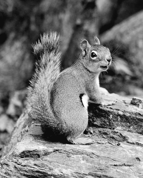 Squirrel Home, Squirrel Tattoo, Squirrel Food, Squirrels, Funny Pics, Wild Animals, Sleeve Tattoos, Animals Wild, Art Images