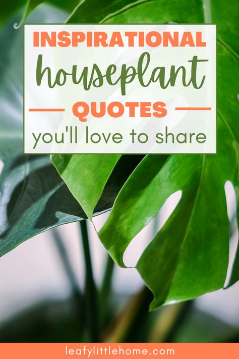 Are you inspired by houseplant quotes? I sure am, so I’ve put together my very favorite ones to share with you and spark some joy. Perfect for Instagram captions and scrapbooking! #houseplants #quotes #leafylittlehome Plants Are My Therapy Quotes, Positive Plant Quotes, Green Plants Quotes, New Plant Quotes, Plant Slogans Inspiration, Quotes On Plants Inspiration, Plant Inspiration Quotes, Water Your Plants Quotes, Quotes About Plants Inspiration