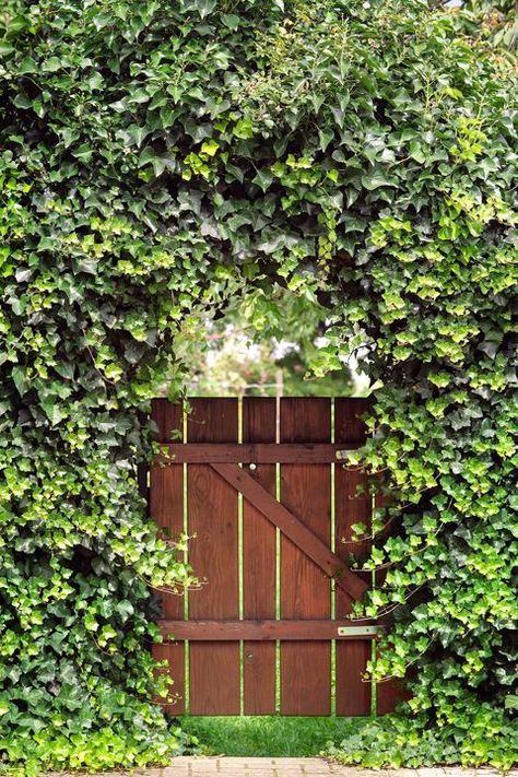 Backyard Door, Wooden Garden Gate, Garden Gates And Fencing, Yard Gate, Garden Gate Design, Garden Fences, Dog Window, Dreamy Garden, Australian Garden