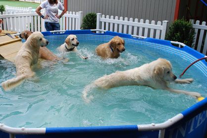 Dog Pool - Setting Up A Pool For Therapy For Your Dog - Canine Arthritis. #dogs #dogpool #dogcare Dog Pool Ramp, Therapy Pools, Dog Swimming Pools, Dog Advice, Dog Pool, Dog Swimming, Pet Blog, Dog Essentials, Cute Dog Photos