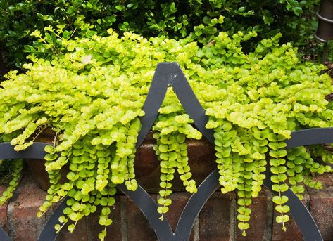 Creeping Jenny Perennial Ground Cover, Tattoo Plant, Swimming Pool Landscaping, Creeping Jenny, Window Box Flowers, Best Perennials, Backyard Gardening, Trailing Plants, Ground Cover Plants