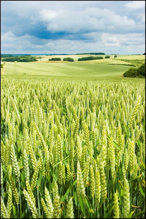 The Wheat Field - near Sherrington, Wiltshire, England, UK Wheat Field Drawing, Field Drawing, Wiltshire England, God Is Amazing, Fields Of Gold, Scenery Pictures, Wheat Field, Field Of Dreams, Wheat Fields