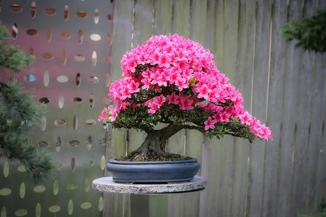 Bonsai Love Pruning Azaleas, Bonsai Azalea, Ficus Ginseng Bonsai, How To Grow Bonsai, Azalea Bonsai, Jade Plant Bonsai, Jade Bonsai, Bonsai Care, Bonsai Tree Care