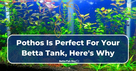 Growing Pothos In Betta Tank: A Complete Guide Pothos In Fish Tank, Betta Fish Sorority Tank Ideas, Pothos In Aquarium Fish Tanks, Aquarium Pothos, Sorority Tank Betta, Betta Fish Bowl, Nitrogen Cycle, Bacterial Diseases, Tropical Fish Tanks