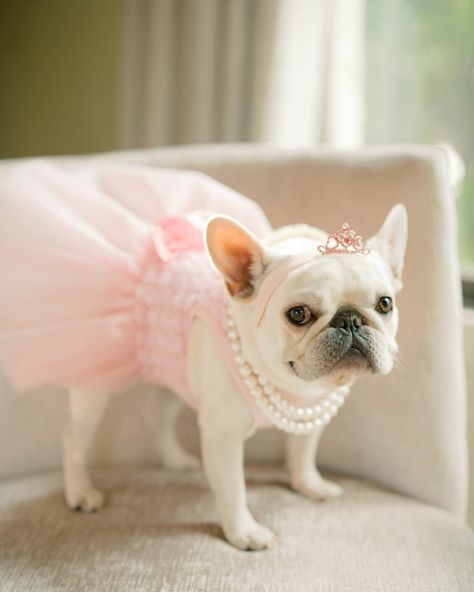 French Bulldog Wedding Outfit, French Bulldogs Aesthetic, Preppy French Bulldog, French Bulldog Wedding, Wales Aesthetic, Quinceañeras Ideas, Dog Clothes French Bulldog, Bulldog Clothes, French Bulldog Luxury