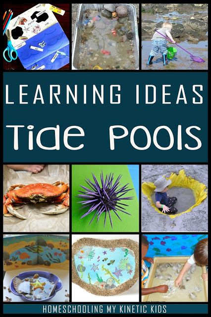 Tide Pool Activities For Kids, Ocean Tides Activity, Tide Pool Activities, Ocean Education, Ocean Unit Study, Ideas For Learning, Ocean Projects, Books Crafts, Fish Activities