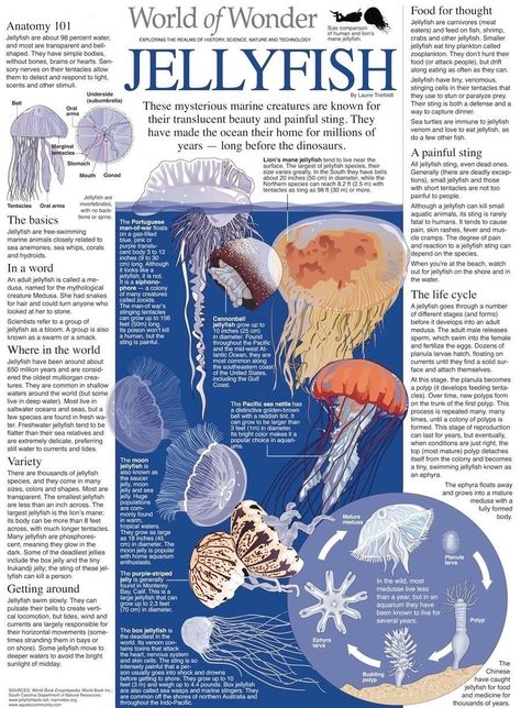 Animal Infographic, Ocean Room, World Of Wonder, Pola Kartu, Marine Biology, Arte Inspo, Cute Poster, Marine Animals, Ocean Creatures