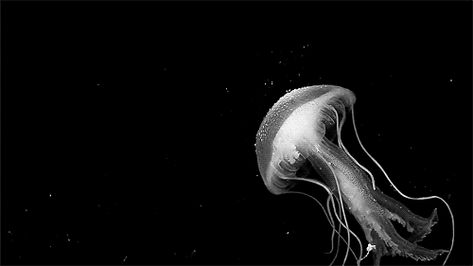 paulineluna Jellyfish Black And White, Jellyfish Gif, Black And White Jellyfish, White Jellyfish, Gif Black, White Gif, Black And White Gif, Black Banner, Cute Headers For Twitter