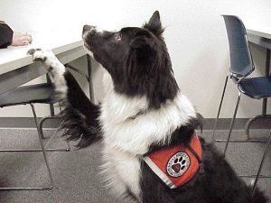 Service Dog Border Collie, Border Collie Service Dog, Doggy Quotes, Aussie Mix, Mountain Rescue, Collie Mix, Honor Roll, Real Dog, Dream Dog