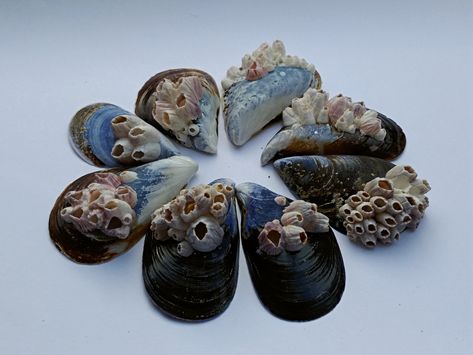 Seashell Wreaths, Blue Mussel, Mussel Shell, Ocean Treasures, Projection Mapping, Seashell Art, Ceramics Pottery Art, Crustaceans, Ceramics Projects