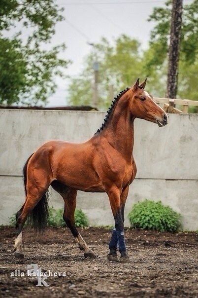 # Photoselection Horse Poses Reference Photo, Horses Poses, Horse Poses Reference, Horse Reference Photos, Horse Poses, Horse Standing, Horse Reference, Warmblood Horses, Horse Anatomy