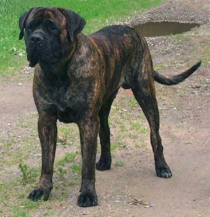 Imagine this charging at you during your 4 mile walk. Thank heavens for the men that installed the invisible fence! Brindle English Mastiff, Brindle Mastiff, Old English Mastiffs, English Mastiff Puppies, Working Dogs Breeds, Giant Dog Breeds, Mastiff Puppies, Best Dog Toys, Mastiff Dogs