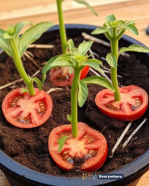 Growing Cherry Tomatoes, Tomato Slice, Propagating Roses, Growing Tomato Plants, Rooting Roses, Rose Cuttings, Soil Layers, Growing Roses, Planting Roses